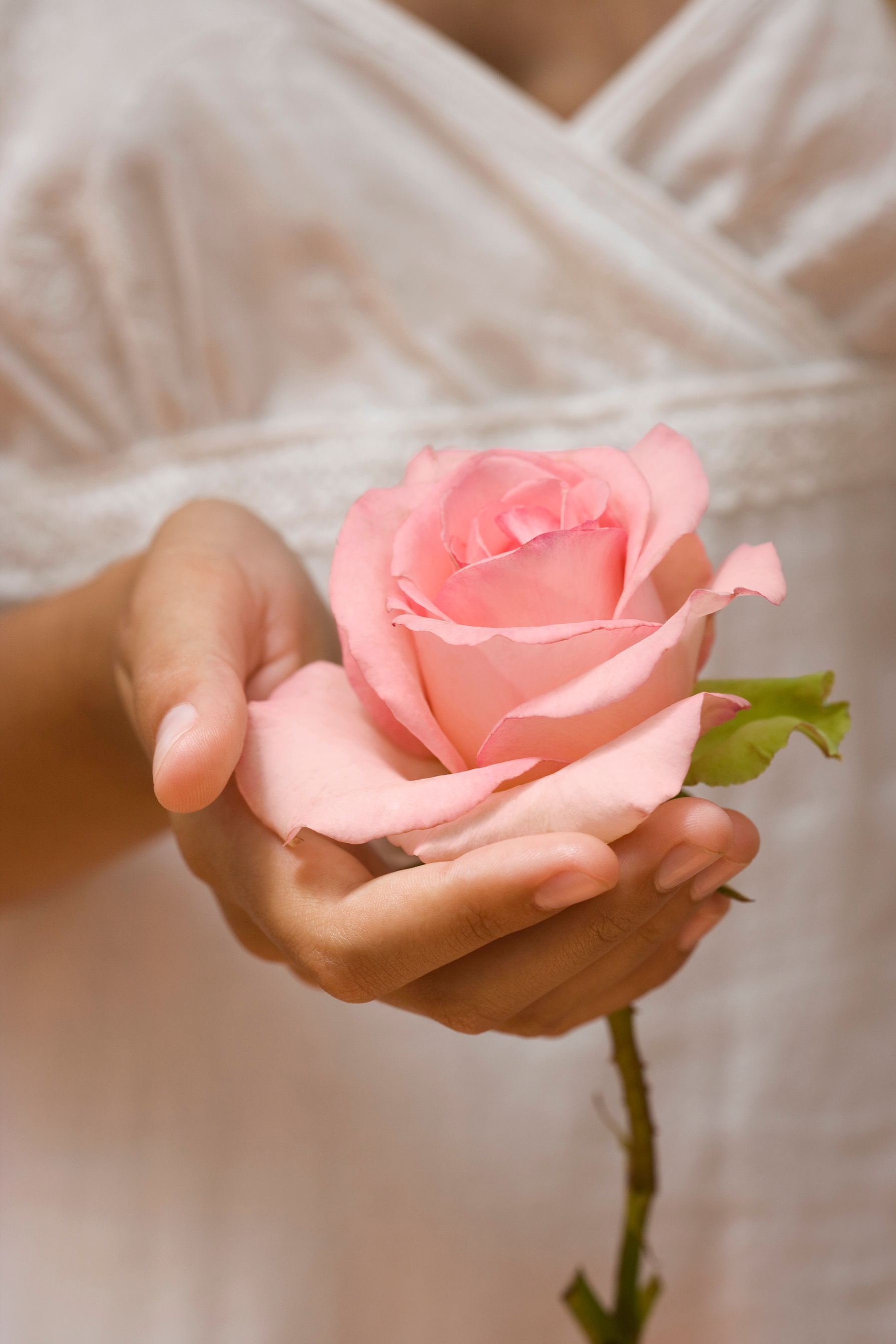 Hand with rose blossom